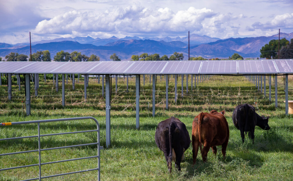 tres vacas junto a una serie de paneles solares